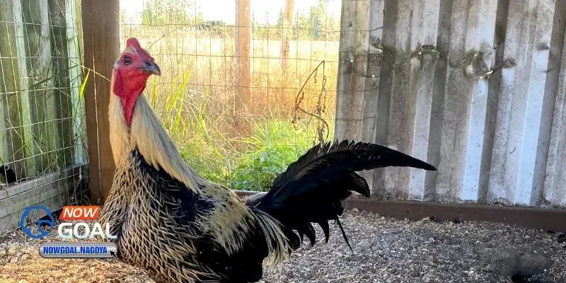 Đá Gà Peru Là Gì? Tìm Hiểu Giống Gà Chiến Đỉnh Cao Từ Nam Mỹ Đá Gà Peru