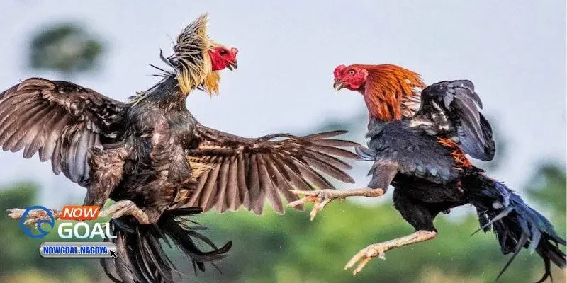 Đá Gà Thomo Là Gì? Khám Phá Thế Giới Gà Chọi Thomo Hấp Dẫn Đá gà thomo