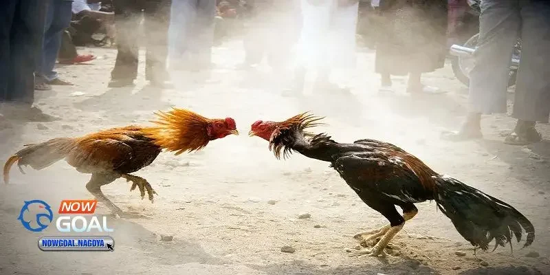 Đá gà tre Đá gà tre