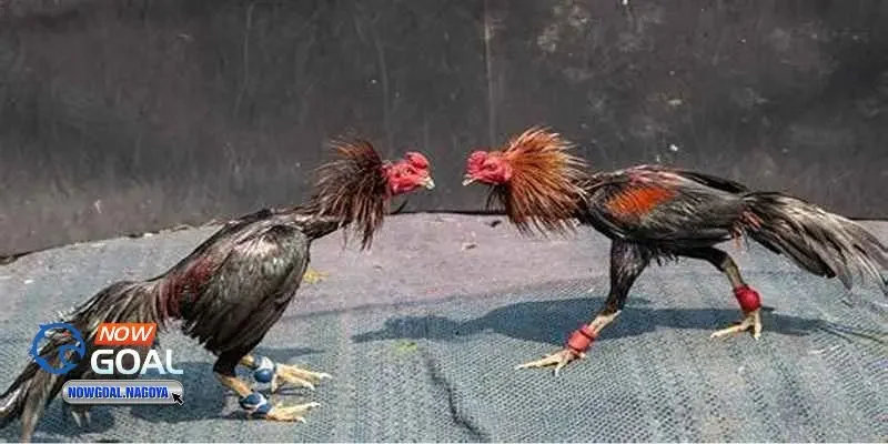 Đá gà trực tuyến Đá gà trực tuyến